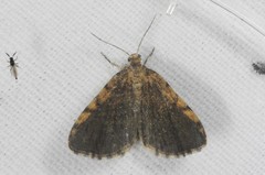 Euchoeca nebulata