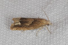 Eucosma conterminana