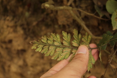Asplenium praemorsum