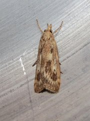 Occidentalia comptulatalis