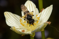 Andrena parnassiae