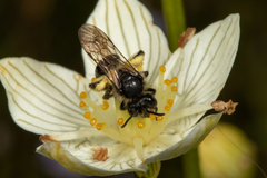 Andrena parnassiae