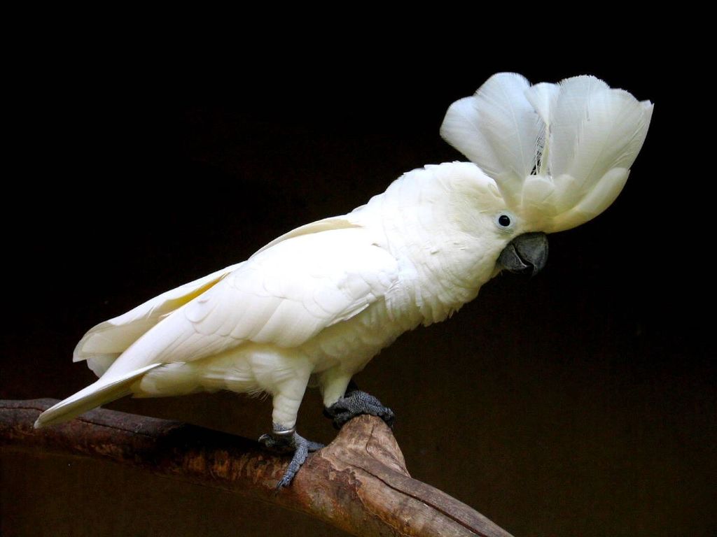 White Cockatoo (Cacatua alba) photo