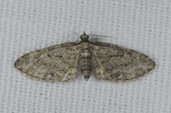 Eupithecia inturbata
