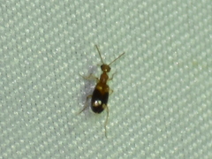 Stricticomus tobias