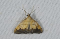 Evergestis limbata