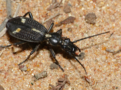 Cypholoba graphipteroides