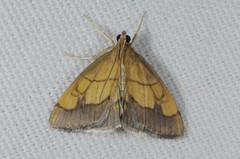 Evergestis limbata