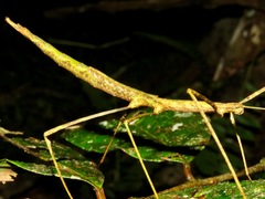 Laevediacantha isaaceni