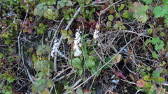 Holothrix parviflora