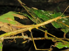 Laevediacantha isaaceni