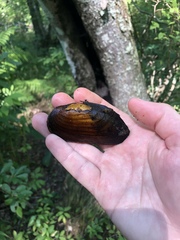 Unionoidea