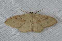 Idaea rubraria