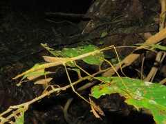 Laevediacantha isaaceni