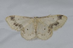 Idaea trigeminata