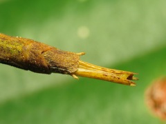 Laevediacantha isaaceni