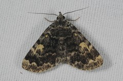 Idia calvaria