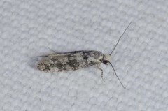 Infurcitinea