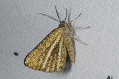 Isturgia limbaria