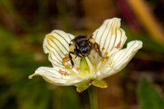 Andrena parnassiae