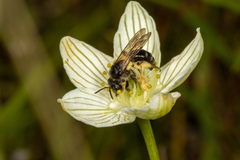 Andrena parnassiae