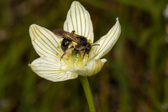 Andrena parnassiae