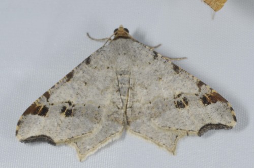 Sharp-angled Peacock Moth, photo 5 of 8