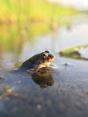 Fejervarya kawamurai