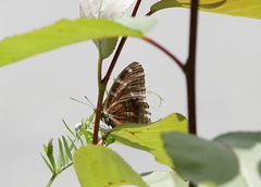 Limenitis ciocolatina