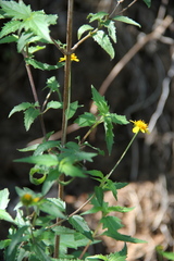Millerieae
