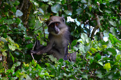 Cercopithecus mitis