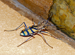 Chaetodera regalis