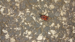 Pyrrhocoris apterus