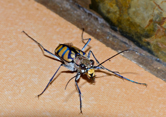 Chaetodera regalis
