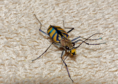 Chaetodera regalis