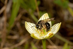 Andrena parnassiae