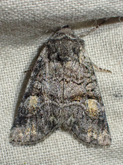 Brachylomia cascadia