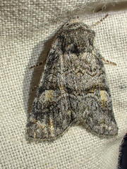 Brachylomia cascadia