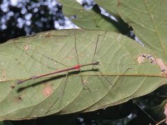 Orthonecroscia keatsooni