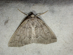 Sabulodes packardata