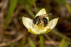 Andrena parnassiae