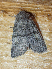 Brachylomia cascadia