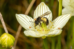 Andrena parnassiae