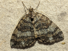 Hydriomena furcata