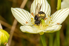 Andrena parnassiae