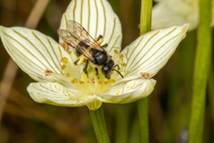 Andrena parnassiae