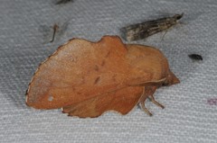 Phyllodesma tremulifolia