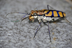 Chaetodera regalis