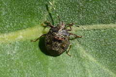 Antiteuchus mixtus