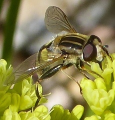 Helophilus latifrons